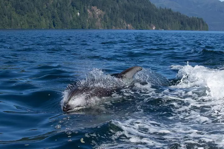 6 Hour Whale Watching - Primary Image