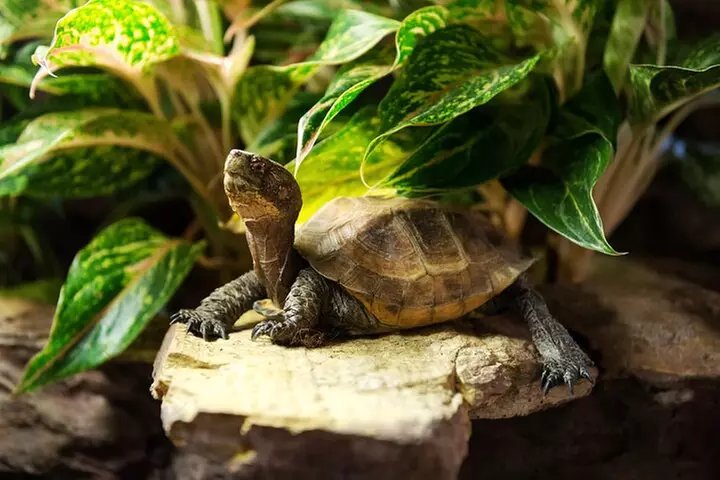 Central Park Zoo Skip-the-line Tickets & Private Transfers