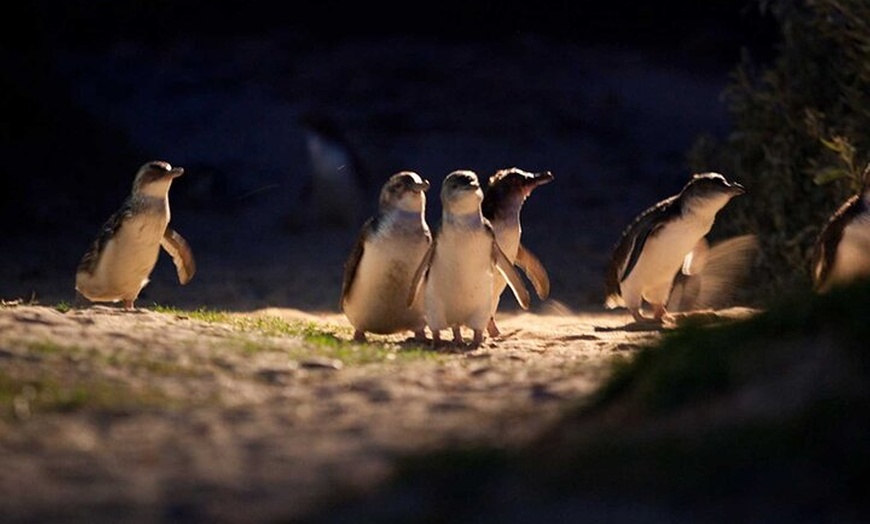 Image 6: Melbourne Steam Train Penguin Island Day Tour