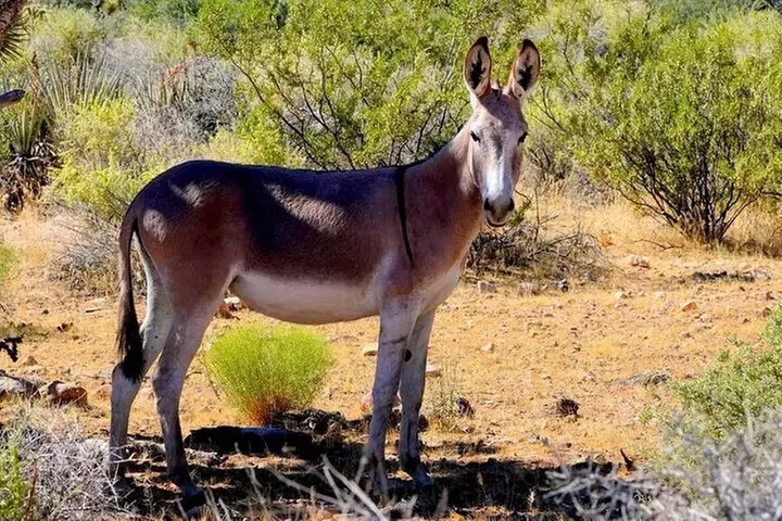 The Ultimate Red Rock Canyon Scenic Experience