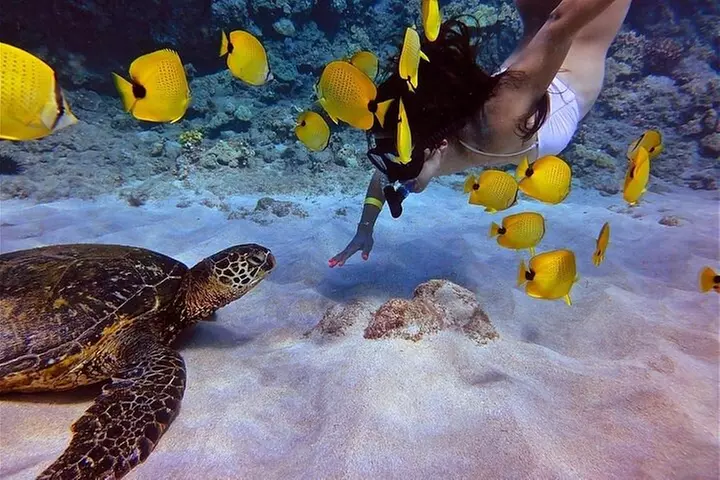 Maui Afternoon Snorkel Aboard Malolo to Molokini or Coral Gardens