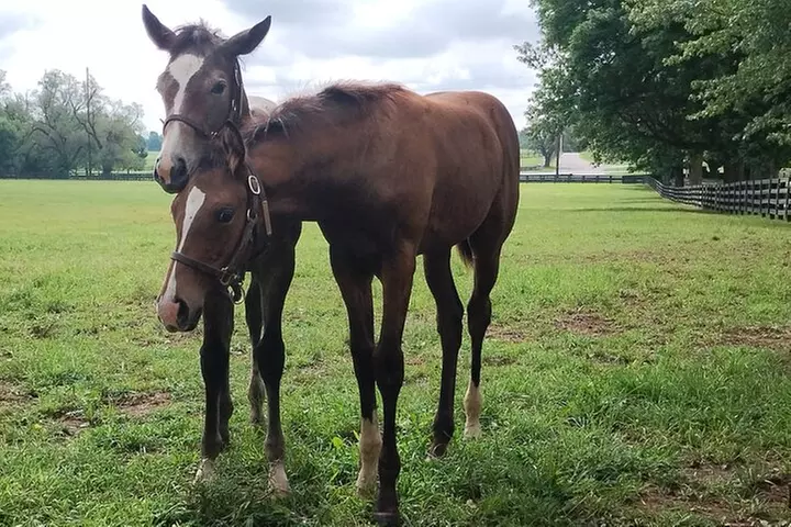 Half-Day Thoroughbred Horse Farm Tour in Kentucky