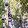 Image 8: Sunshine Coast Adventure Park TreeTop Challenge