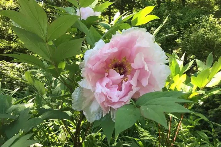 Central Park Guided Walking Tour