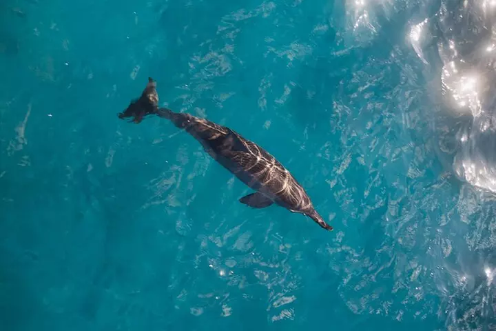 DISCOVER Scuba Diving Experience in Honolulu