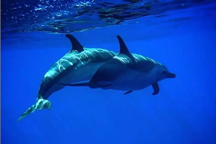Lanai Deluxe Dolphin Adventure & 3 Snorkel Sites