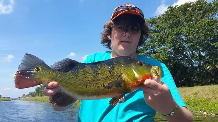 Peacock Bass Fishing Trips Near Key Largo