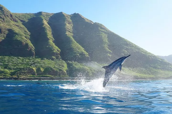 Oahu Dolphin Watch Cruise with Waterslide & Snorkeling - Primary Image