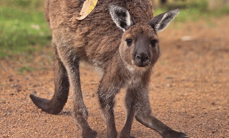 Image 8: Kangaroo Island 2-Day Wildlife Adventure Small Group tour