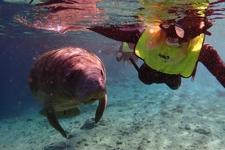 Swim with Manatees: Eco-Educational Tour in Crystal River