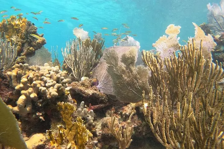 Coral Reef Snorkeling Tour - Primary Image
