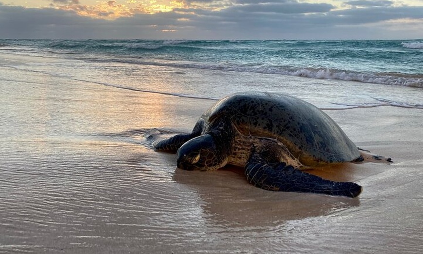 Image 5: Ningaloo Turtle Watching and Stargazing Tour