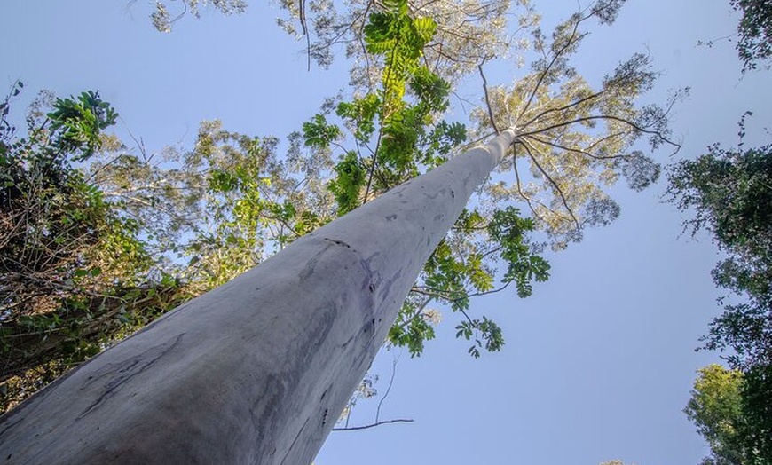 Image 3: Copeland Tops National Park: Mountain Maid Gold Mine Tour