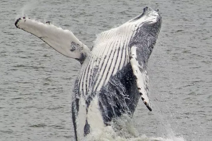 Whale and Dolphin Watching Cruise from Cape May