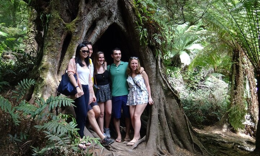 Image 6: Great Ocean Road Sunset Tour