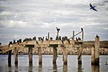 Elkhorn Slough Wildlife Tour - Second Medium