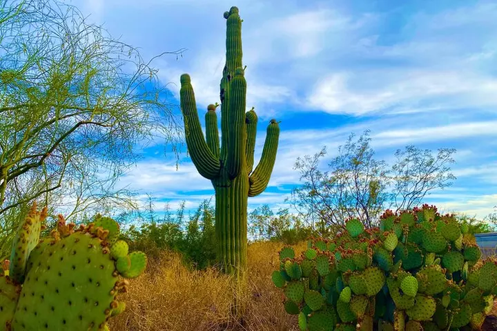 Desert Eco-tour in a Tesla - Primary Image