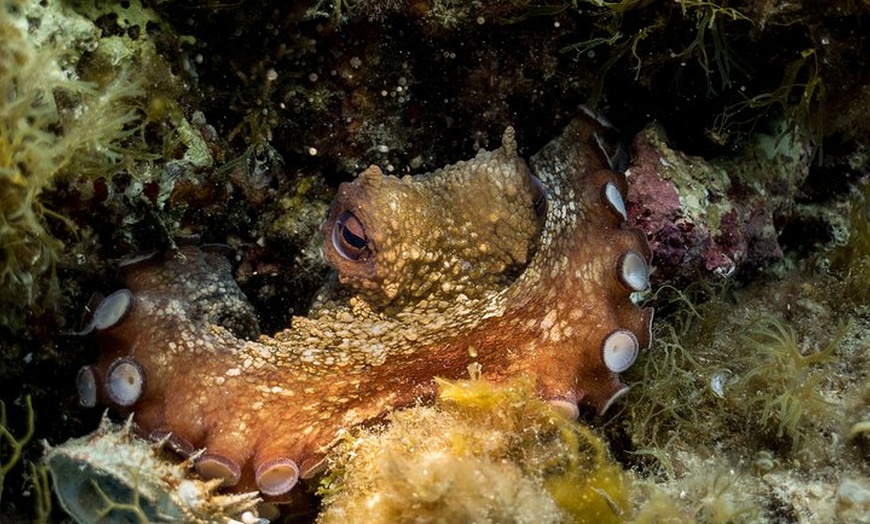 Image 7: Mallorca: Bautismo de buceo desde la playa