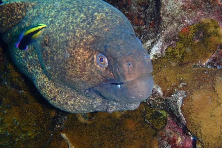 Molokini Snorkeling Adventure Aboard Calypso From Ma'alaea Harbor