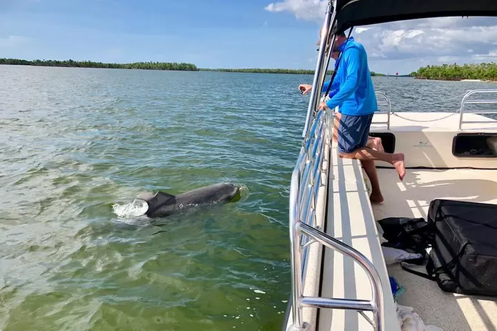 Dolphin and Shelling Cruise for up to 12 people