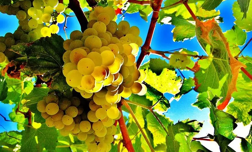 Image 6: Excursión privada de experiencia de cava en el Penedès desde Barcelona