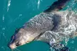 Phillip Island Seal-Watching Cruise - Image 5