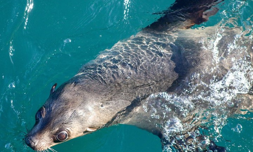 Image 5: Phillip Island Seal-Watching Cruise