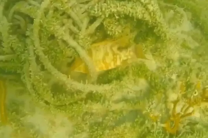 Florida Key Private Islands Exclusive Day Trip from Miami w/activ