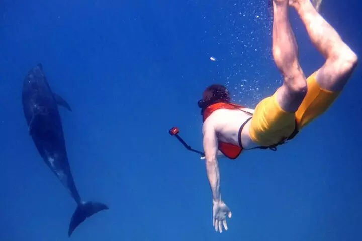 Moana's Waikīkī Grand Guided Turtle Snorkel & Sailing Adventure