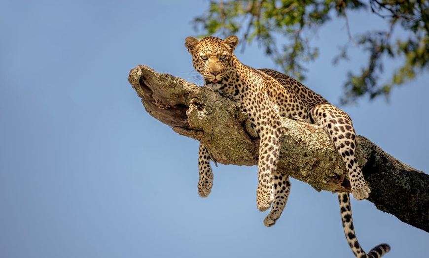 Image 12: ✈ TANZANIA | Dal Kilimangiaro a Zanzibar - Safari dans la savane & ...