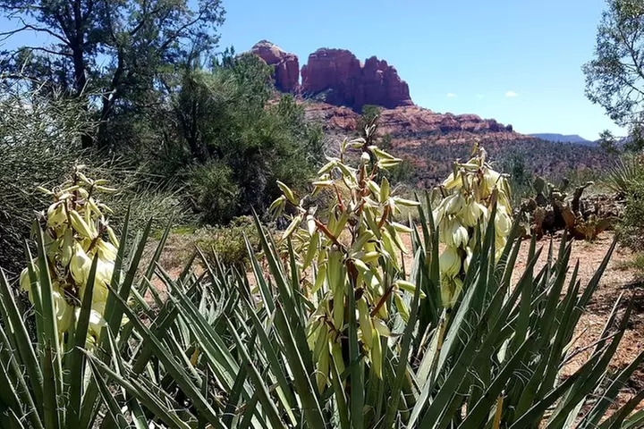 Four-Hour Sedona Vortex Tour