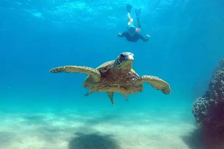 Oahu 5-in-1 Deluxe Cruise: Turtle Snorkeling & Ocean Activities