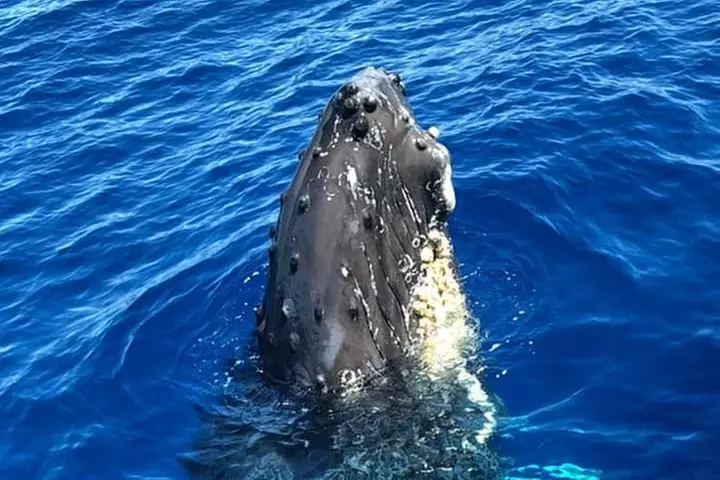 Waikiki Deluxe Catamaran Whale Watch