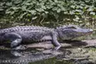 Miami Triple combo: City, Boat and Everglades tour (2 days) - Second Medium