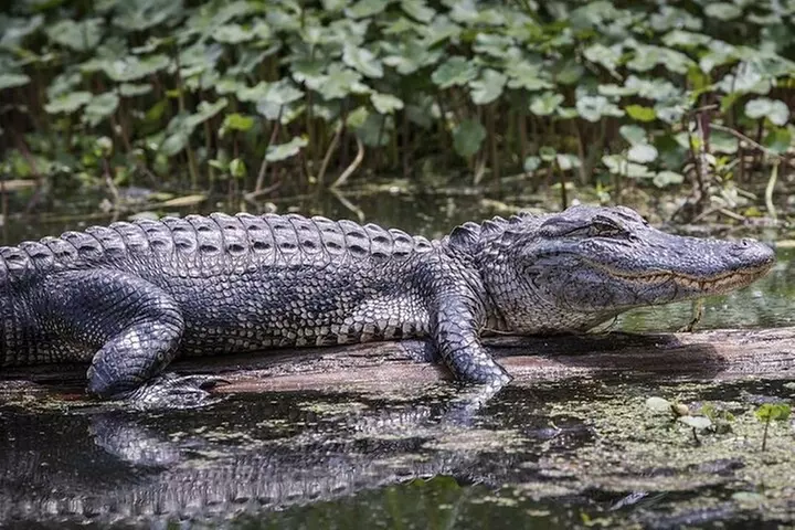 Miami Triple combo: City, Boat and Everglades tour (2 days)
