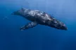 Small Group Whale Watching in Kona Hawaii - Second Medium