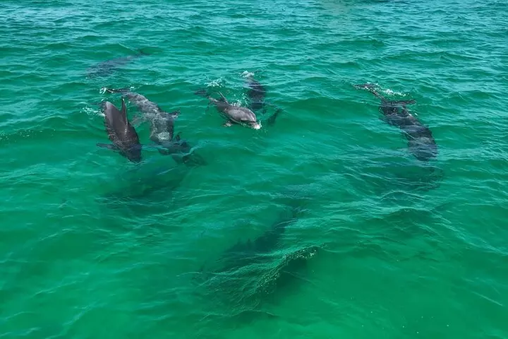 Sunset Dolphin Cruise in Panama City Beach
