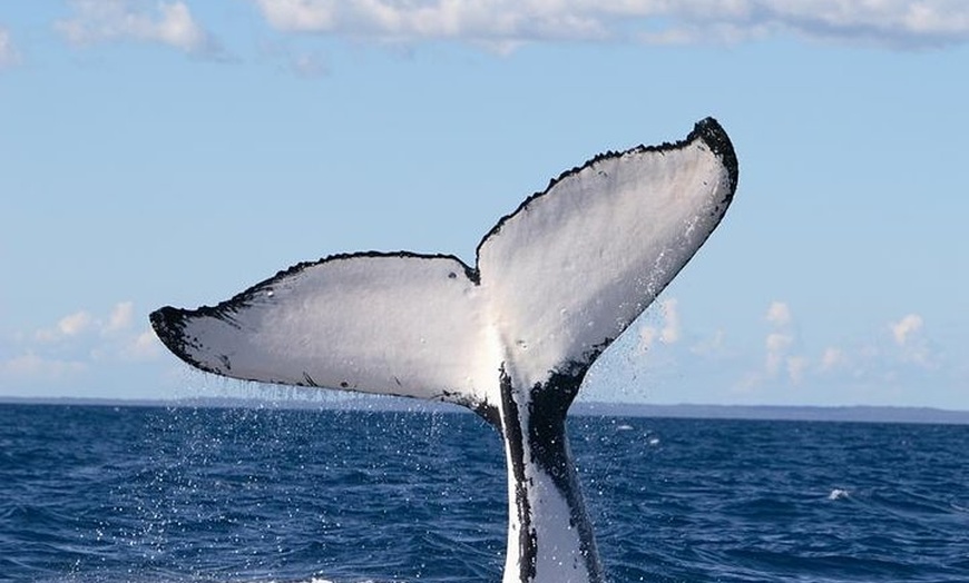 Image 4: Phillip Island Whale Watching Tour