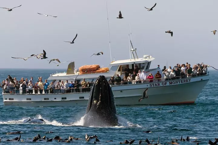 Whale Watching Tour