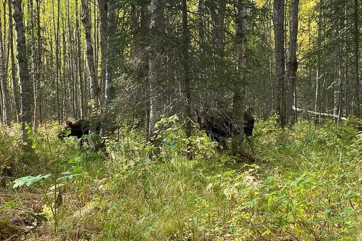 Summer Valley and Forest Hike