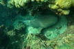 Public Guided Snorkel Tour of Fort Lauderdale Reefs - Second Medium