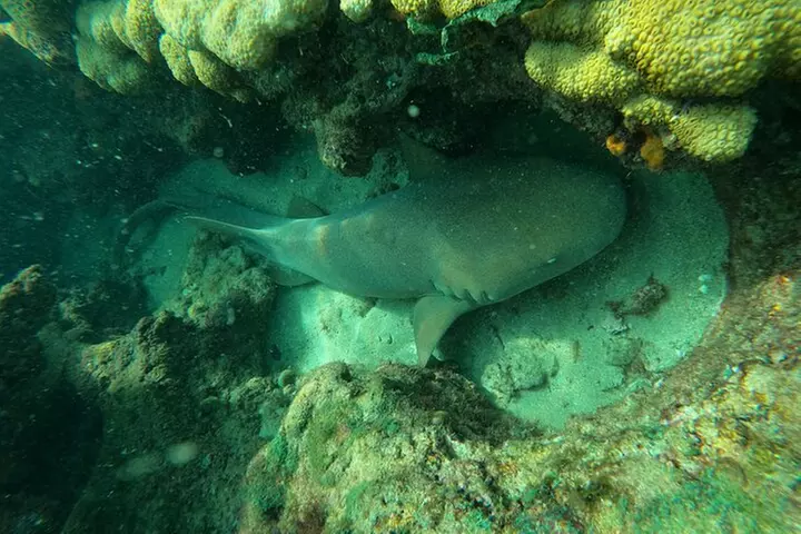 Public Guided Snorkel Tour of Fort Lauderdale Reefs