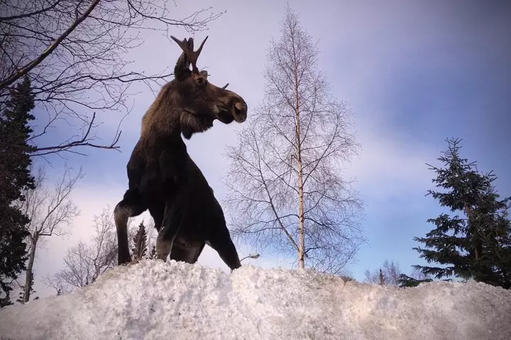 Wilderness, Wildlife, Glacier Experience from Anchorage