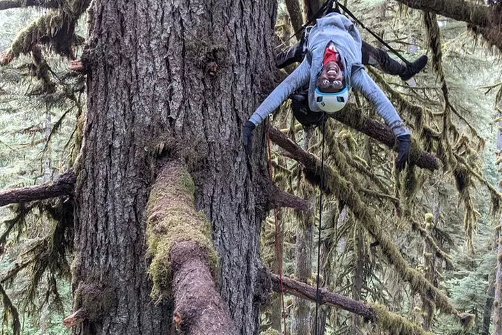 Old-Growth Tree Climbing at Silver Falls State Park