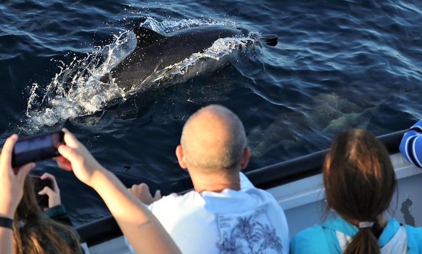 San Diego Whale Watching LLC - San Diego Whale Watching LLC | Groupon