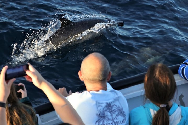 Dolphin and Whale Watching Sunset Cruise