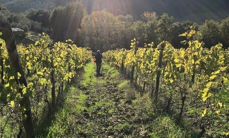 Image 12: Tour privato delle cantine di San Gimignano, con degustazione di vi...