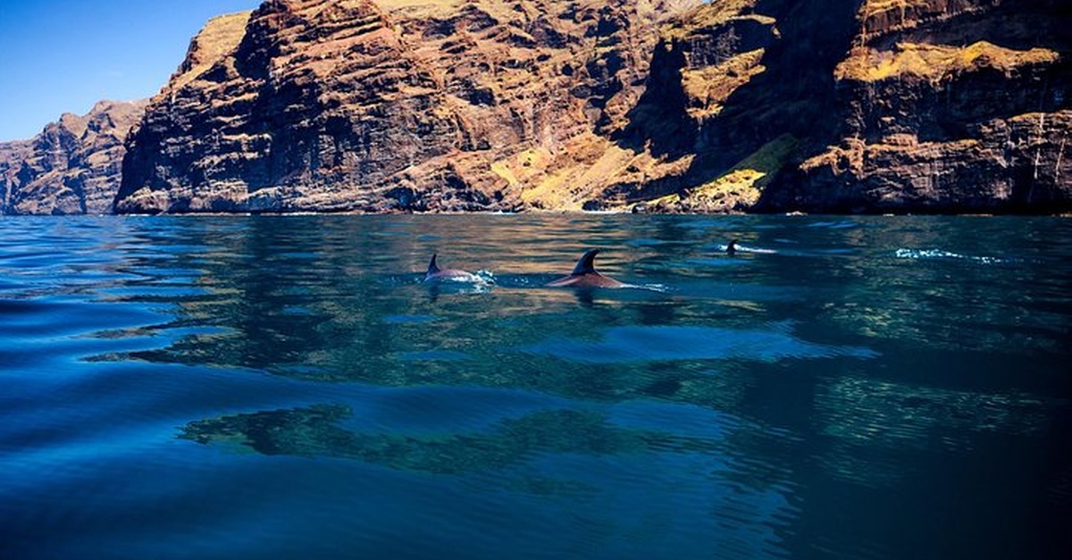Experiencia de observación de ballenas y delfines en Tenerife