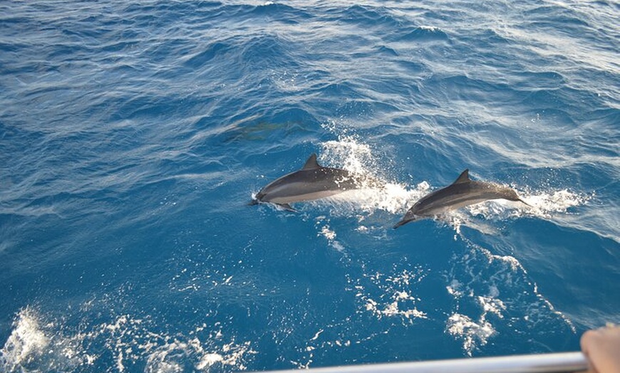 Image 11: Luxury Catamaran Cruise from Oahu