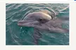 Big Fun Dolphin Cruise & Sealife Experiece ORANGE BEACH ALABAMA - Second Medium